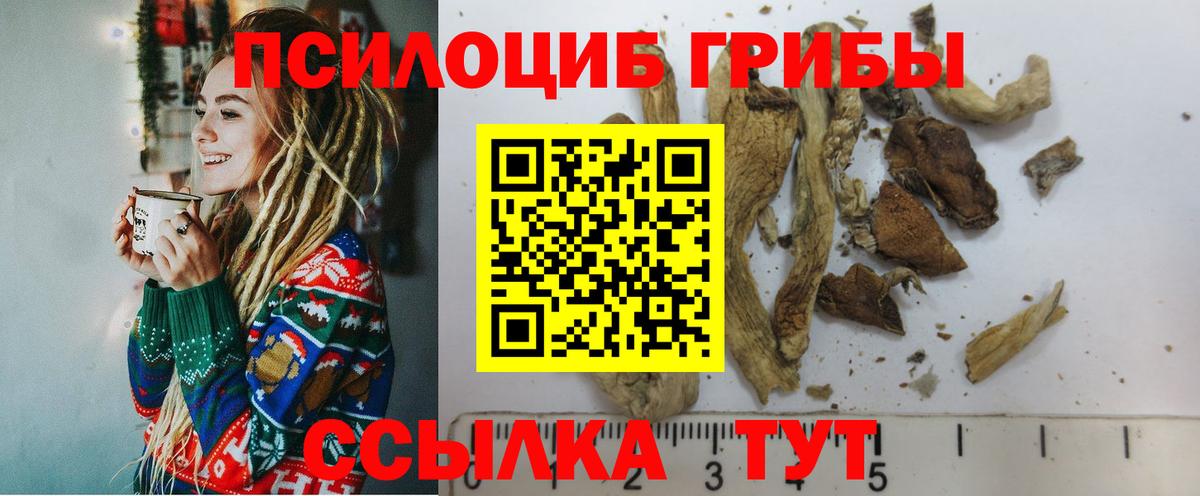 как найти наркотики  Мурино  Галлюциногенные грибы MAGIC MUSHROOMS 